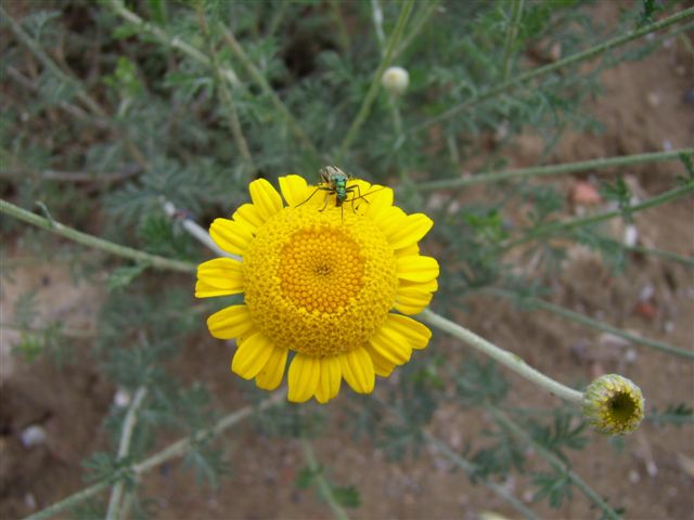 Cota tinctoria  / Camomilla per tintori